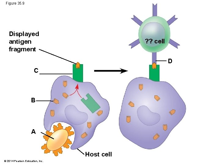 Figure 35. 9 Displayed antigen fragment ? ? cell D C B A Host