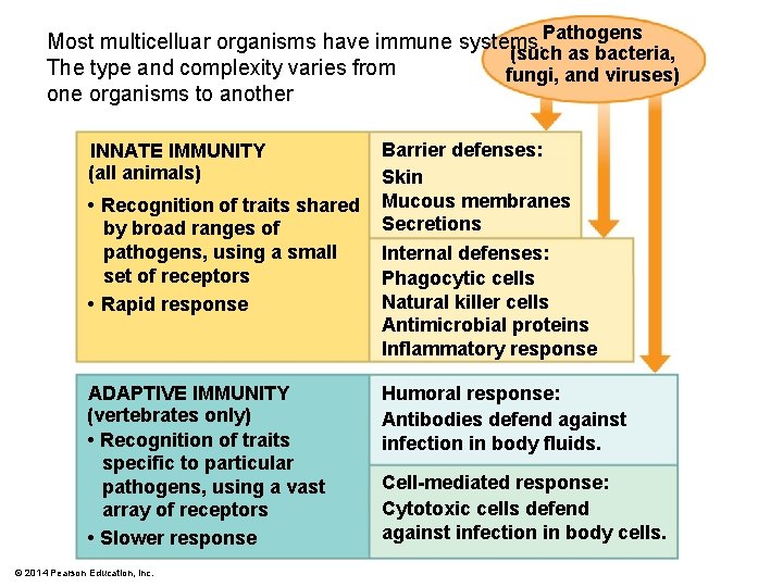 Most multicelluar organisms have immune systems. Pathogens (such as bacteria, The type and complexity