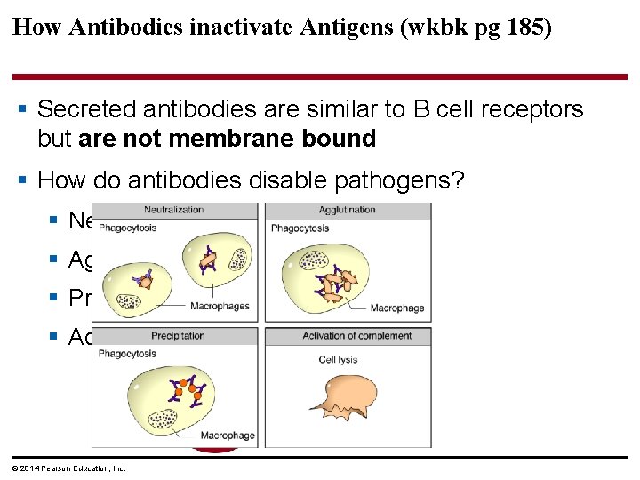 How Antibodies inactivate Antigens (wkbk pg 185) § Secreted antibodies are similar to B