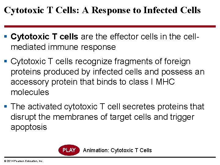 Cytotoxic T Cells: A Response to Infected Cells § Cytotoxic T cells are the
