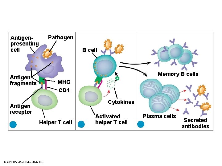 Pathogen Antigenpresenting cell B cell Memory B cells Antigen fragments MHC CD 4 Cytokines