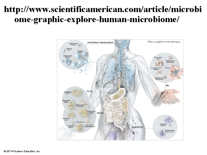 http: //www. scientificamerican. com/article/microbi ome-graphic-explore-human-microbiome/ © 2014 Pearson Education, Inc. 