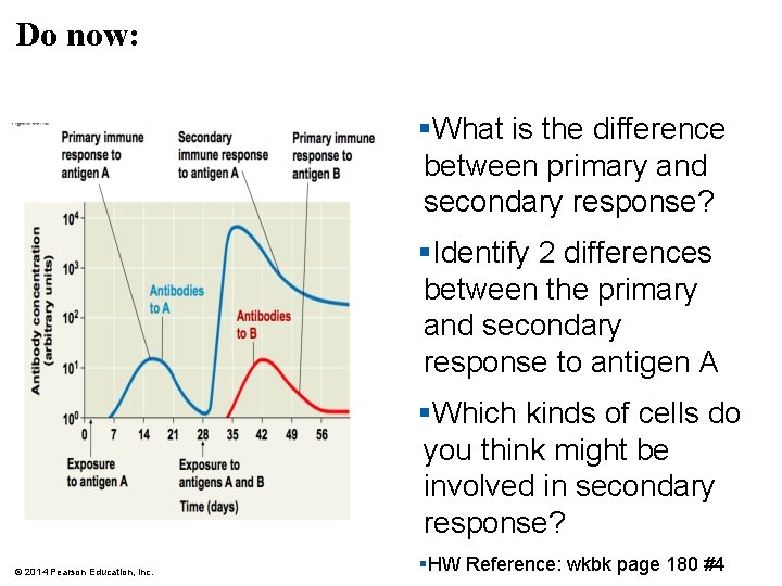 Do now: §What is the difference between primary and secondary response? §Identify 2 differences