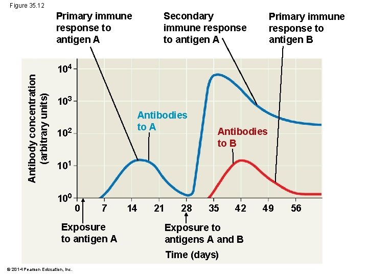 Figure 35. 12 Antibody concentration (arbitrary units) Primary immune response to antigen A Secondary