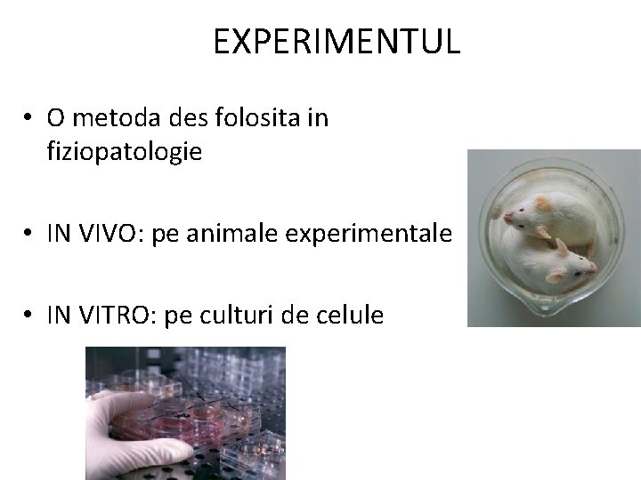 EXPERIMENTUL • O metoda des folosita in fiziopatologie • IN VIVO: pe animale experimentale