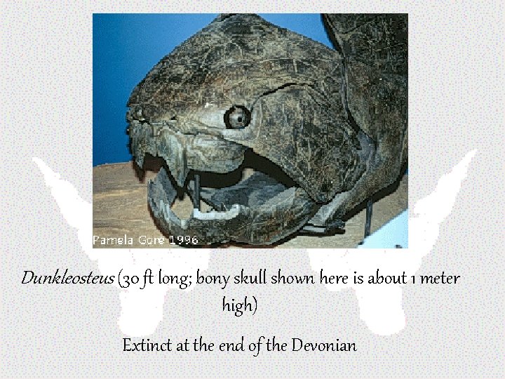 Dunkleosteus (30 ft long; bony skull shown here is about 1 meter high) Extinct