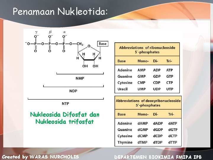 Penamaan Nukleotida: Nukleosida Difosfat dan Nukleosida trifosfat Created by WARAS NURCHOLIS DEPARTEMEN BIOKIMIA FMIPA