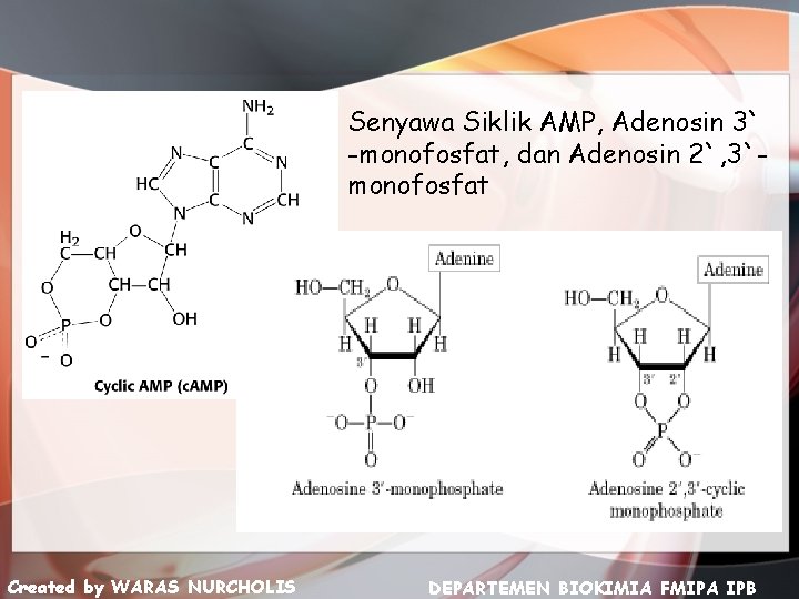 Senyawa Siklik AMP, Adenosin 3` -monofosfat, dan Adenosin 2`, 3`monofosfat Created by WARAS NURCHOLIS