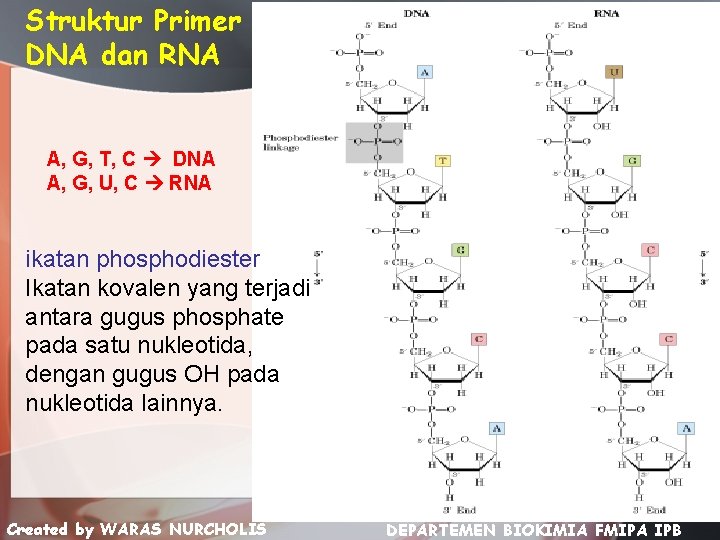 Struktur Primer DNA dan RNA A, G, T, C DNA A, G, U, C