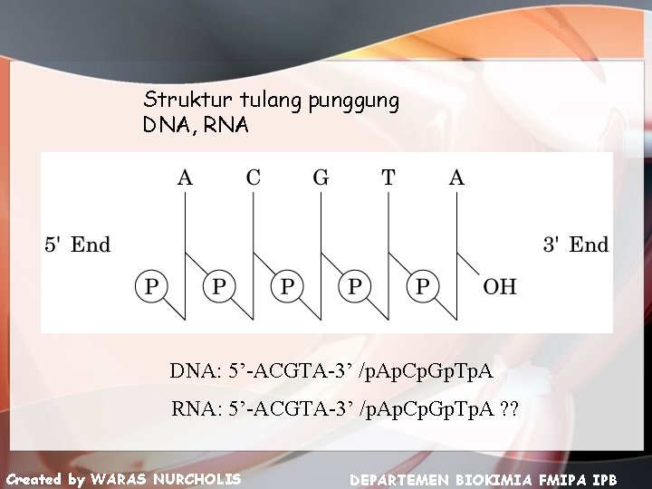 Struktur tulang punggung DNA, RNA DNA: 5’-ACGTA-3’ /p. Ap. Cp. Gp. Tp. A RNA:
