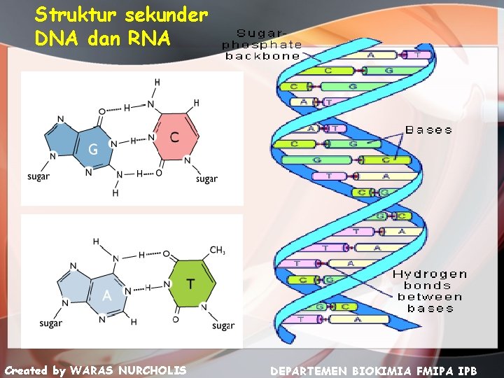 Struktur sekunder DNA dan RNA Created by WARAS NURCHOLIS DEPARTEMEN BIOKIMIA FMIPA IPB 