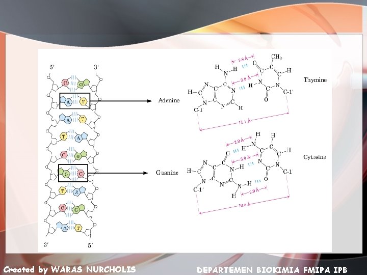 Created by WARAS NURCHOLIS DEPARTEMEN BIOKIMIA FMIPA IPB 