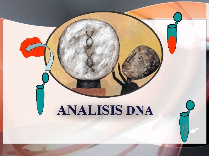 ANALISIS DNA 