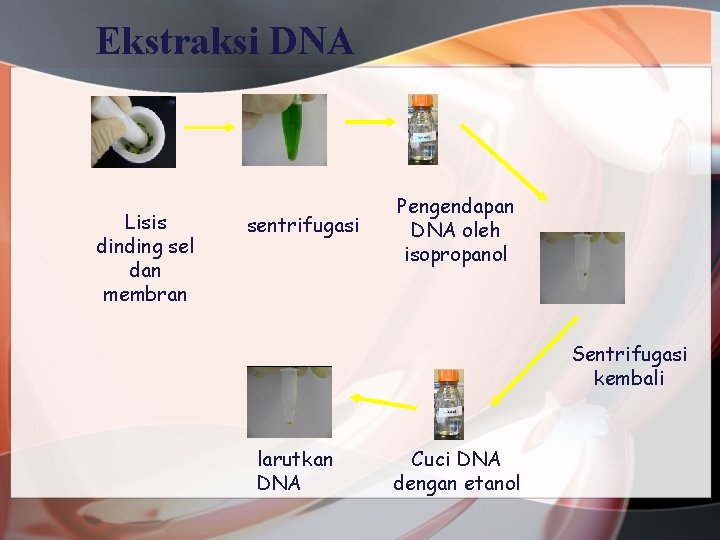 Ekstraksi DNA Lisis dinding sel dan membran sentrifugasi Pengendapan DNA oleh isopropanol Sentrifugasi kembali