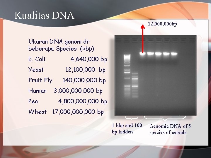 Kualitas DNA 12, 000 bp Ukuran DNA genom dr beberapa Species (kbp) E. Coli