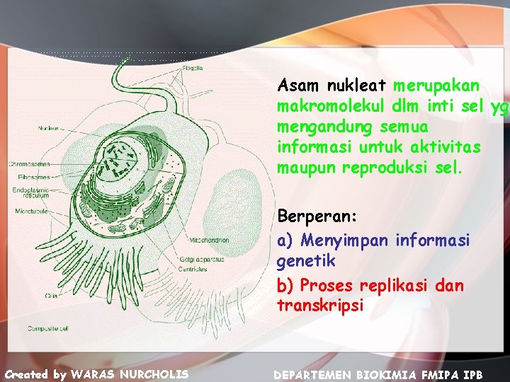 Asam nukleat merupakan makromolekul dlm inti sel yg mengandung semua informasi untuk aktivitas maupun