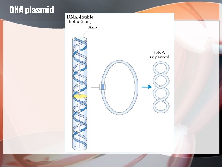 DNA plasmid 