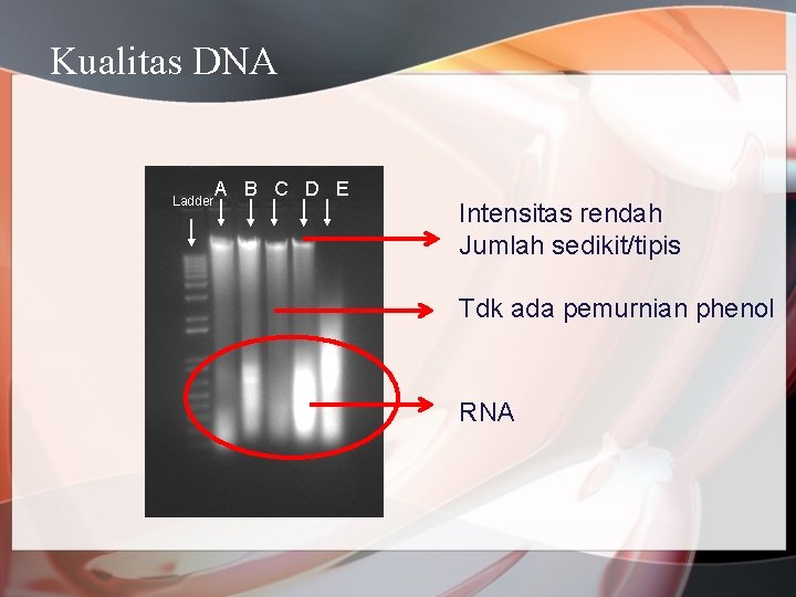 Kualitas DNA Ladder A B C D E Intensitas rendah Jumlah sedikit/tipis Tdk ada