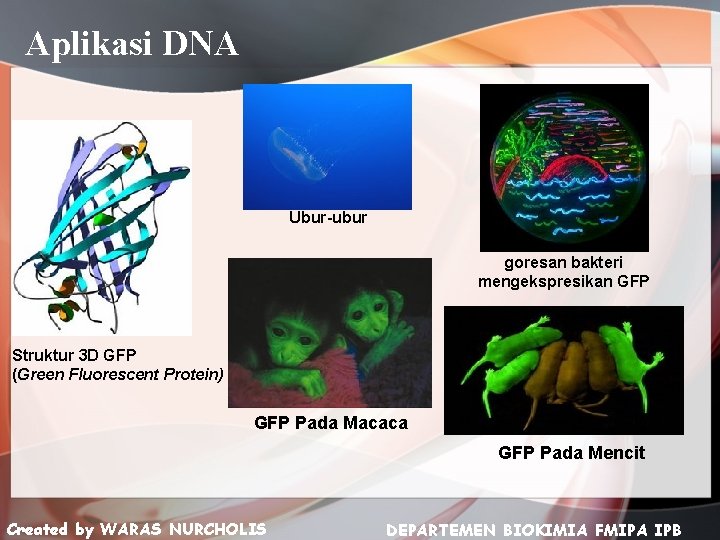 Aplikasi DNA Ubur-ubur goresan bakteri mengekspresikan GFP Struktur 3 D GFP (Green Fluorescent Protein)