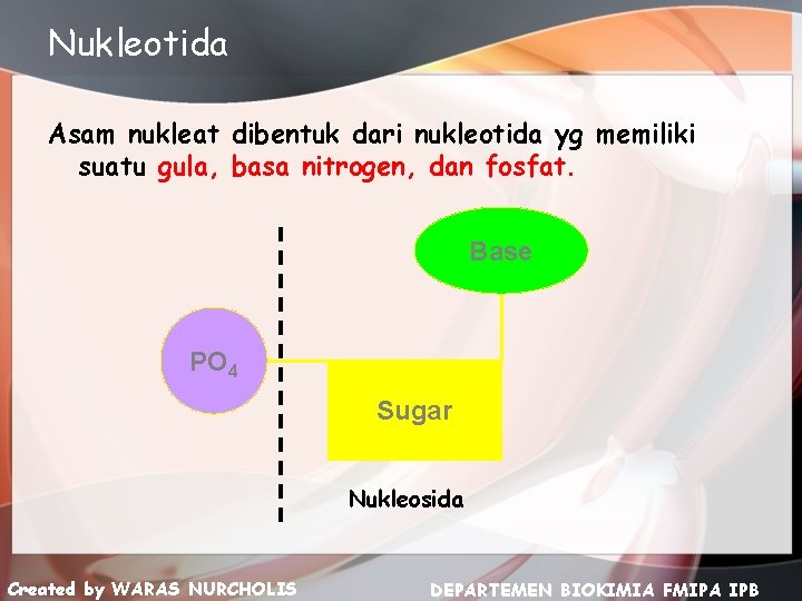 Nukleotida Asam nukleat dibentuk dari nukleotida yg memiliki suatu gula, basa nitrogen, dan fosfat.