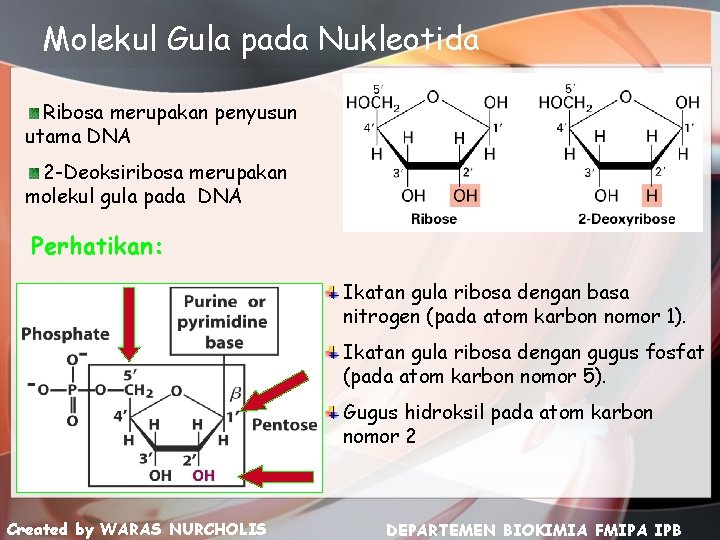 Molekul Gula pada Nukleotida Ribosa merupakan penyusun utama DNA 2 -Deoksiribosa merupakan molekul gula