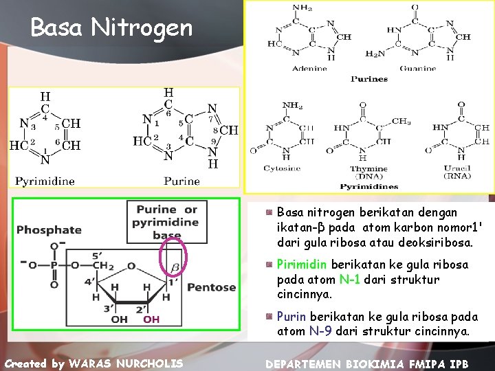 Basa Nitrogen Basa nitrogen berikatan dengan ikatan-β pada atom karbon nomor 1' dari gula