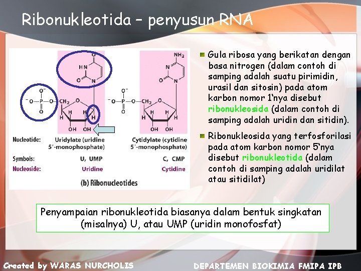 Ribonukleotida – penyusun RNA Gula ribosa yang berikatan dengan basa nitrogen (dalam contoh di