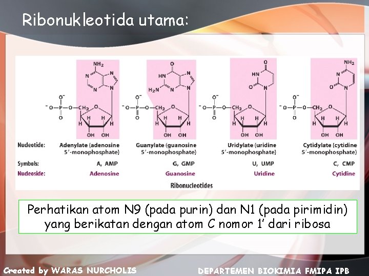 Ribonukleotida utama: Perhatikan atom N 9 (pada purin) dan N 1 (pada pirimidin) yang