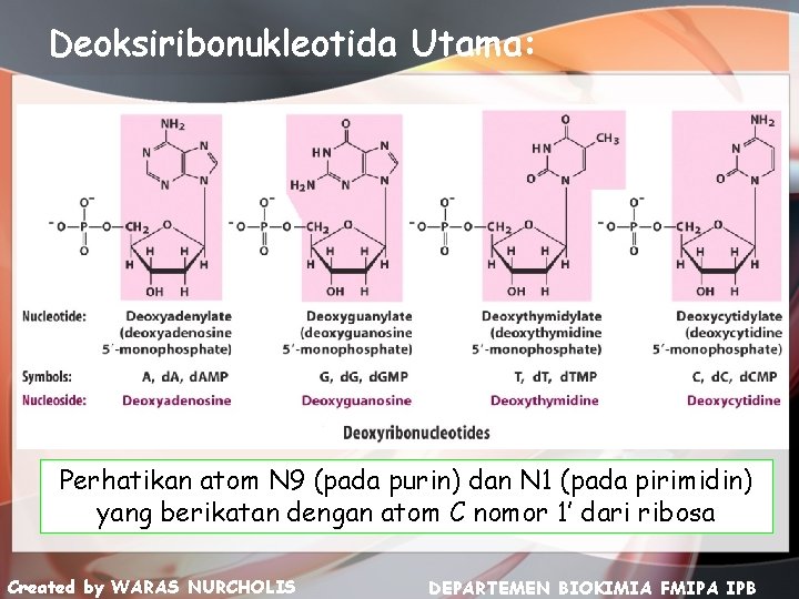 Deoksiribonukleotida Utama: Perhatikan atom N 9 (pada purin) dan N 1 (pada pirimidin) yang