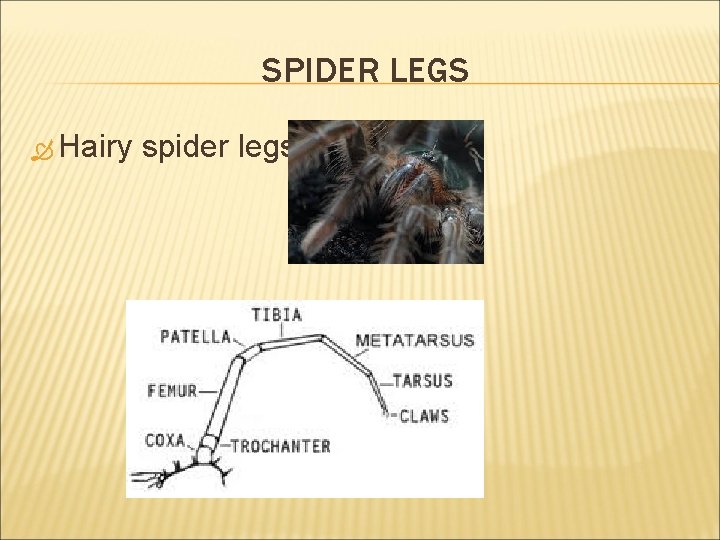 SPIDER LEGS Hairy spider legs 