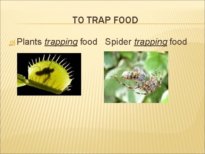 TO TRAP FOOD Plants trapping food Spider trapping food 