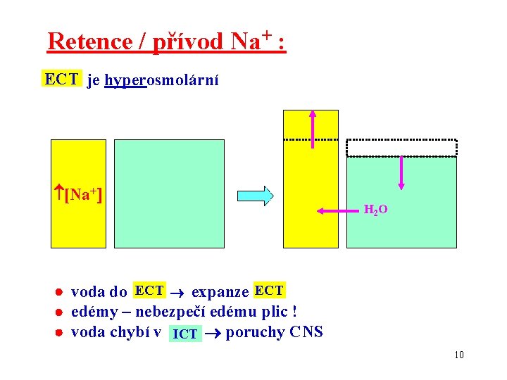 Retence / přívod Na+ : ECT je hyperosmolární [Na+ H 2 O voda do