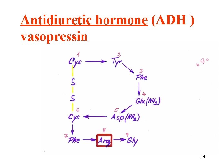 Antidiuretic hormone (ADH ) vasopressin 46 
