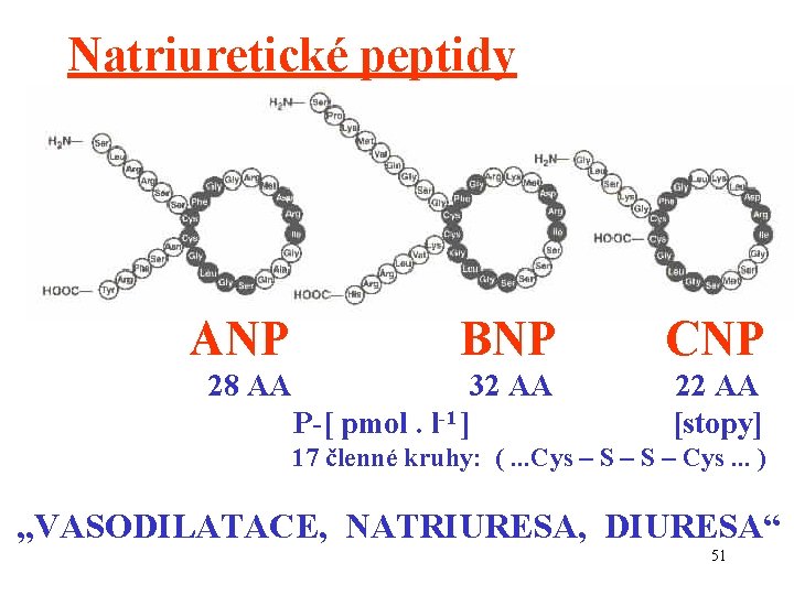 Natriuretické peptidy ANP BNP CNP 28 AA 32 AA P-[ pmol. l-1 ] 22