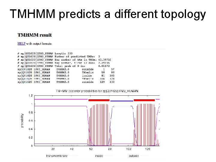 TMHMM predicts a different topology 