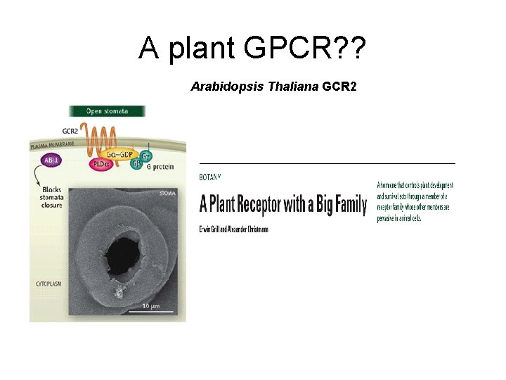 A plant GPCR? ? Arabidopsis Thaliana GCR 2 