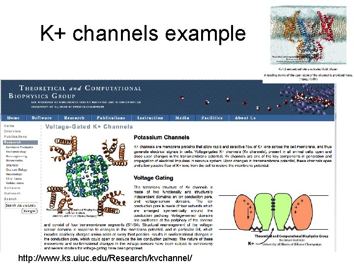 K+ channels example http: //www. ks. uiuc. edu/Research/kvchannel/ 