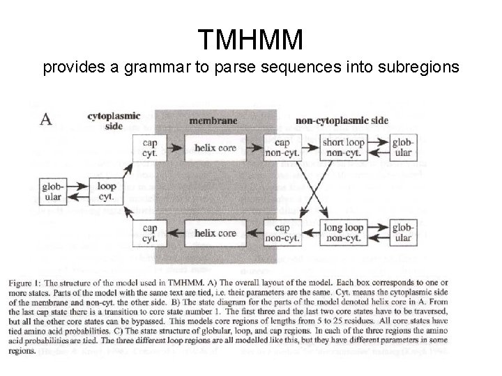 TMHMM provides a grammar to parse sequences into subregions 
