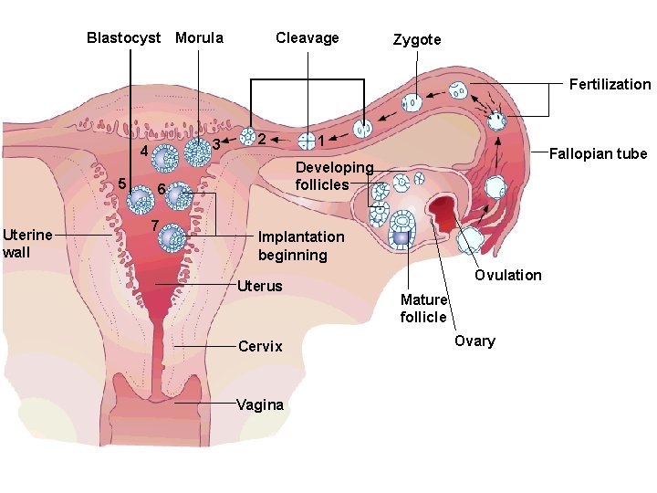 Blastocyst Morula Cleavage Zygote Fertilization 3 4 5 Uterine wall 2 Fallopian tube Developing