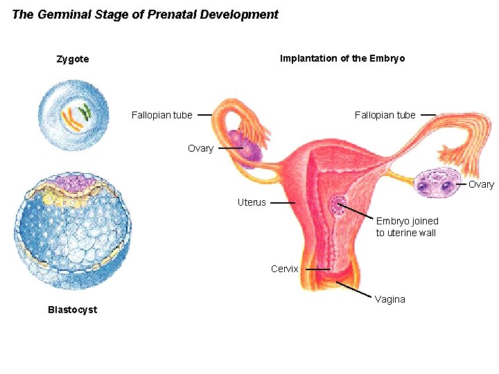 The Germinal Stage of Prenatal Development Implantation of the Embryo Zygote Fallopian tube Ovary