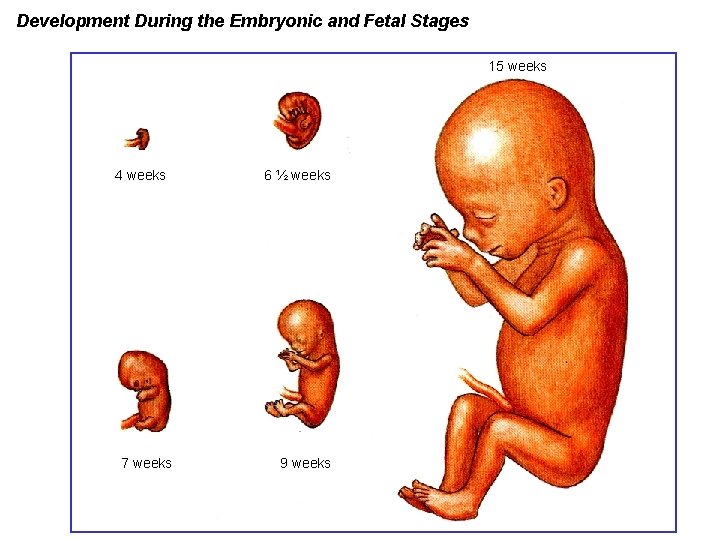 Development During the Embryonic and Fetal Stages 15 weeks 4 weeks 7 weeks 6