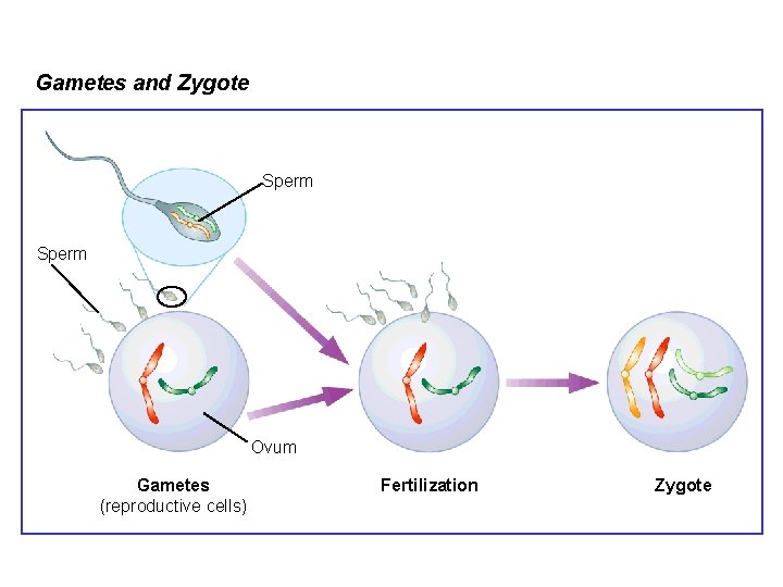 Gametes and Zygote Sperm Ovum Gametes (reproductive cells) Fertilization Zygote 