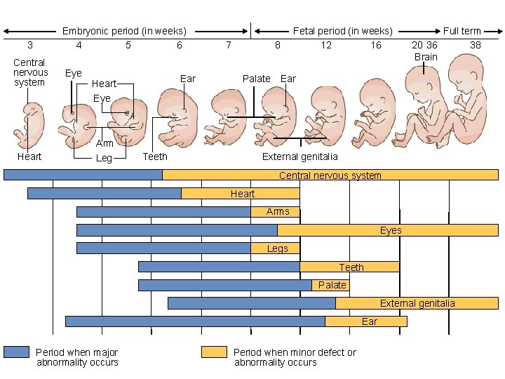 Embryonic period (in weeks) 4 5 6 3 Central nervous system Eye Ear Heart