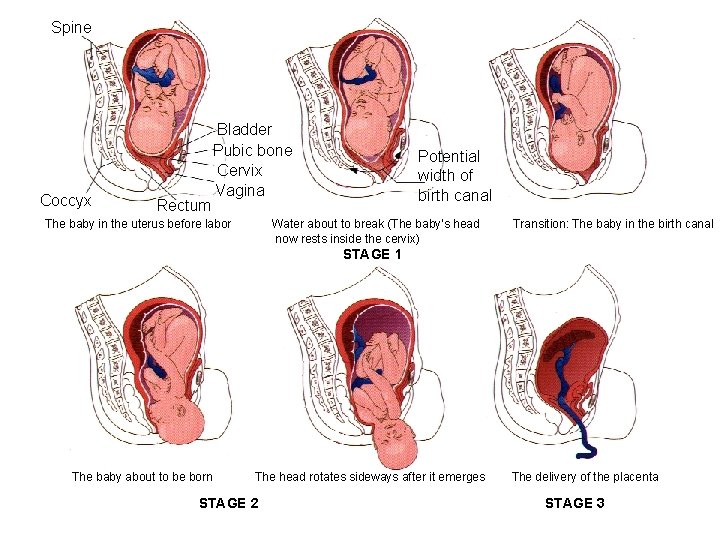 Spine Coccyx Rectum Bladder Pubic bone Cervix Vagina Potential width of birth canal Water