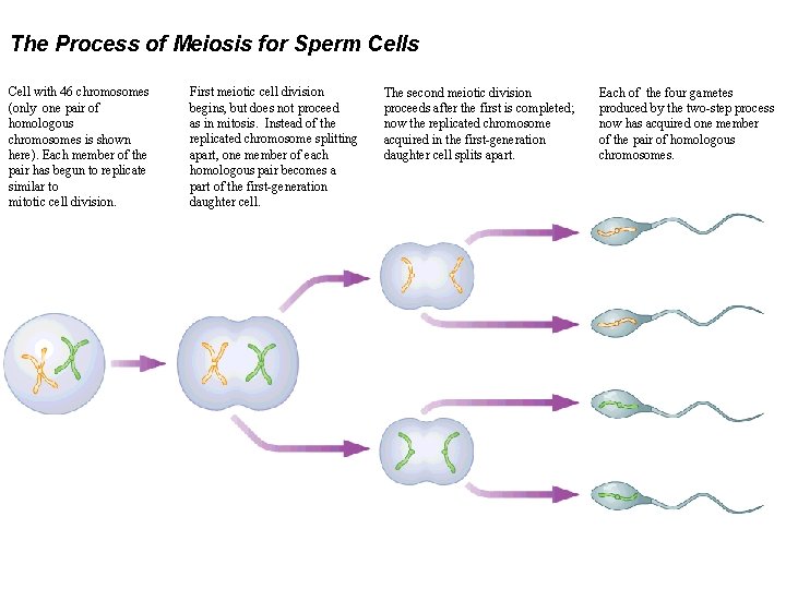 The Process of Meiosis for Sperm Cells Cell with 46 chromosomes (only one pair