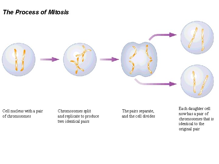 The Process of Mitosis Cell nucleus with a pair of chromosomes Chromosomes split and
