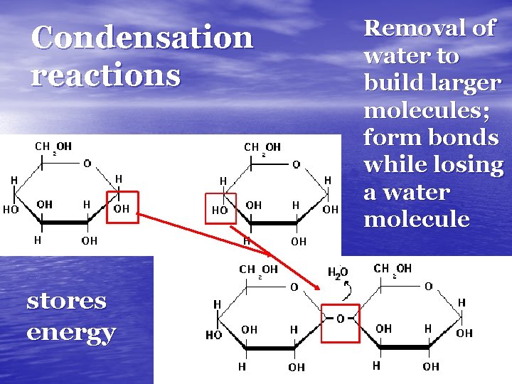 Condensation reactions stores energy Removal of water to build larger molecules; form bonds while