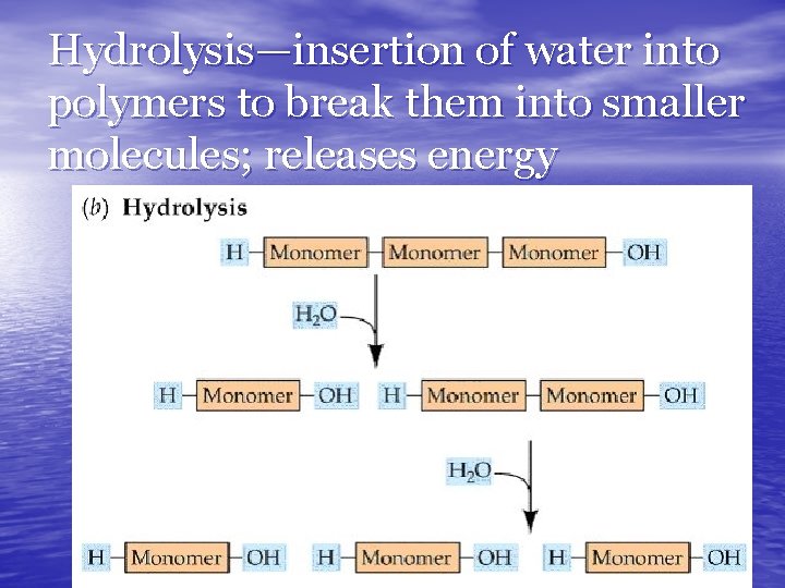 Hydrolysis—insertion of water into polymers to break them into smaller molecules; releases energy 
