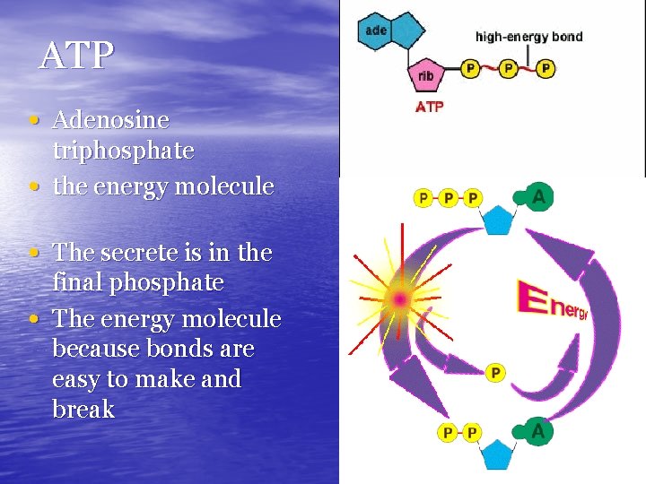 ATP • Adenosine • triphosphate the energy molecule • The secrete is in the