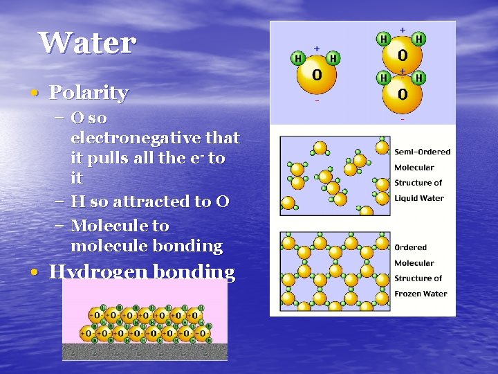 Water • Polarity – O so electronegative that it pulls all the e- to